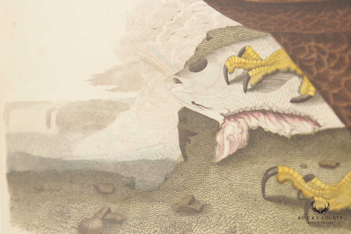 Alexander Lawson 'White-Headed Eagle' Hand Colored Engraving
