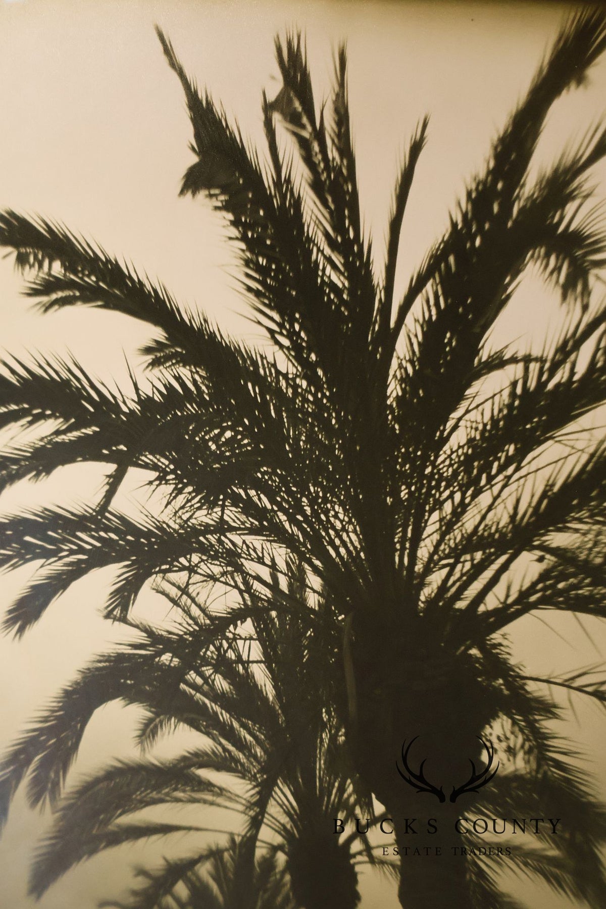 Michael Bryant Pair of Framed Photographs, 'Palm Study'