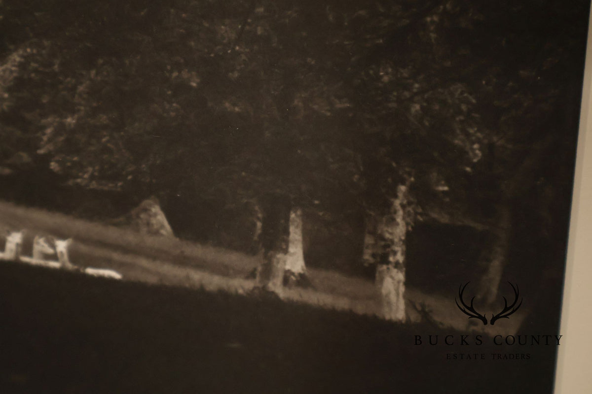 Paul Caponigro Original Print, 'Standing White Deer, County Wicklow, Ireland'