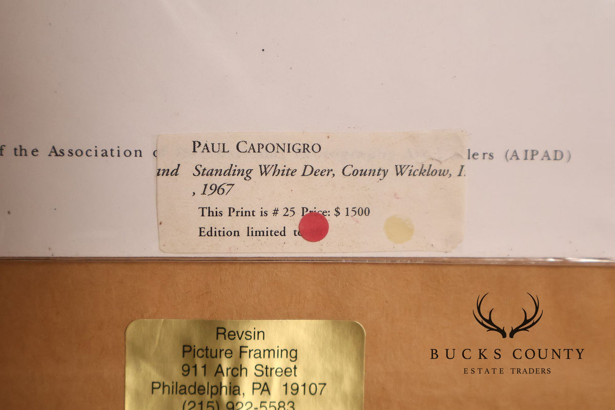 Paul Caponigro Original Print, 'Standing White Deer, County Wicklow, Ireland'