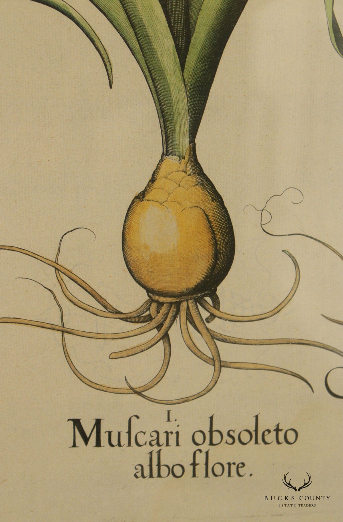 Botanical 'Hortus Eystettensis' Plate no. 45 Etching, After Basilius Besler
