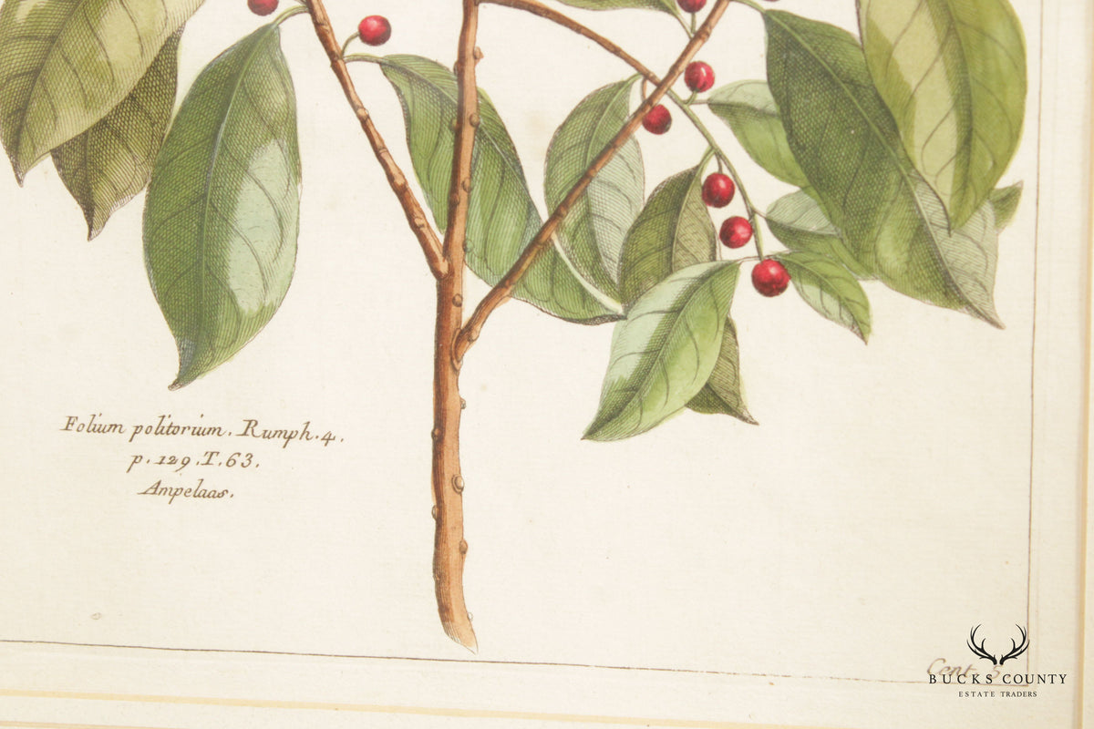 Botanical Illustration Foliate Berry Colored Engraving, Custom Framed