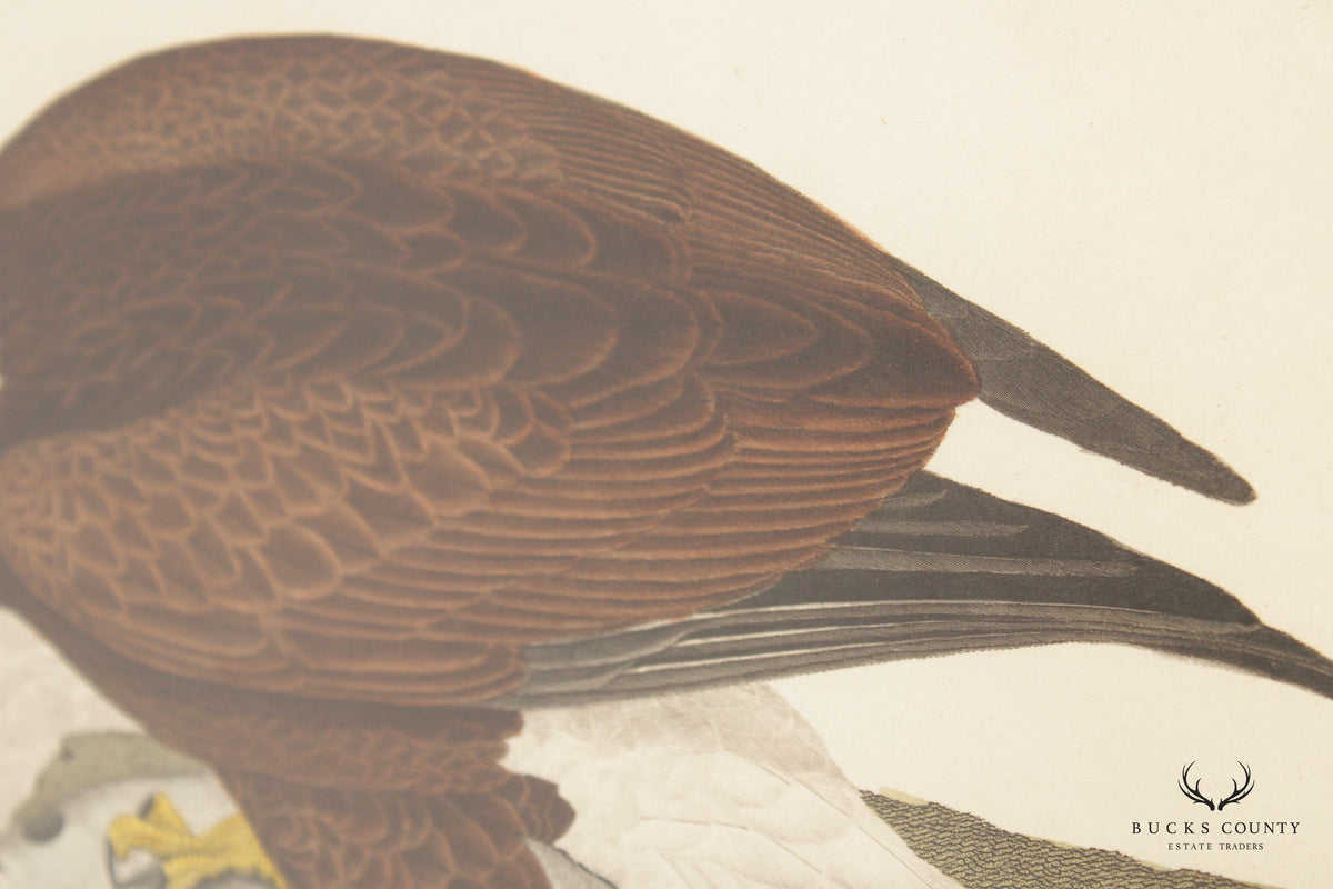 Alexander Lawson 'White-Headed Eagle' Hand Colored Engraving