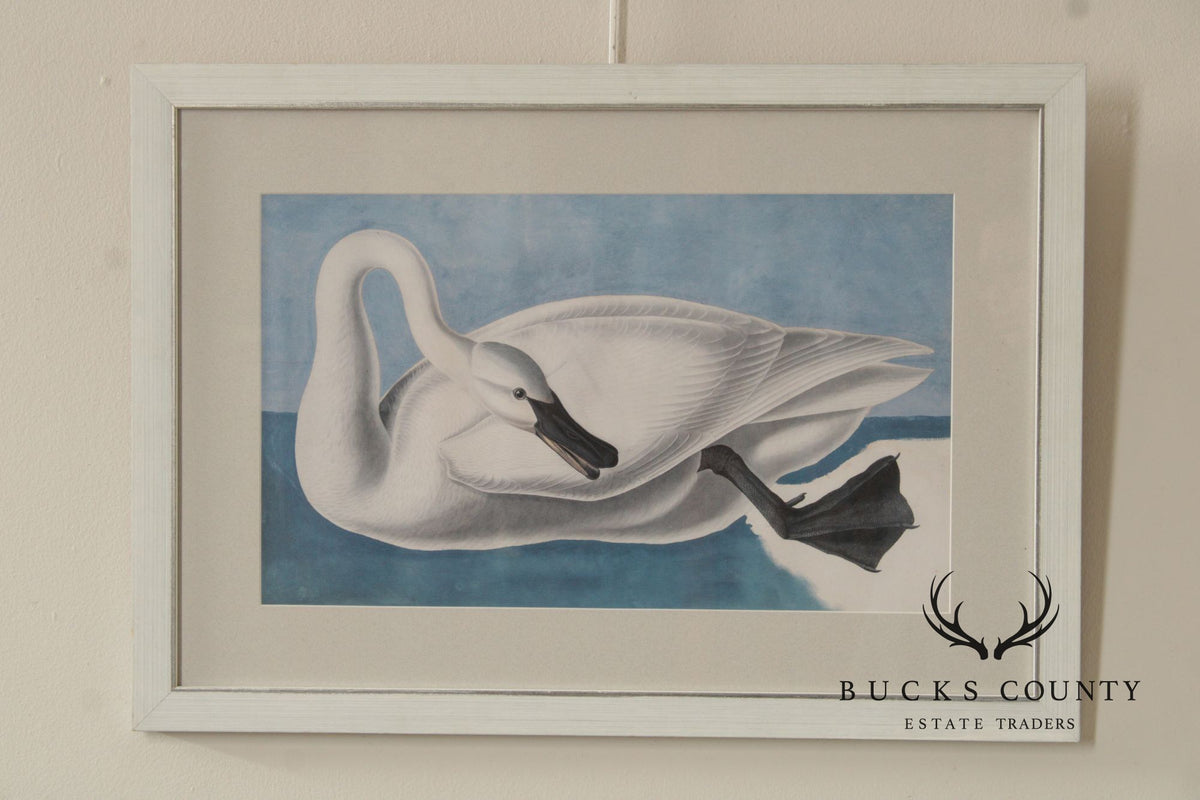 John James Audubon Ornithological Print, 'Trumpeter Swan'