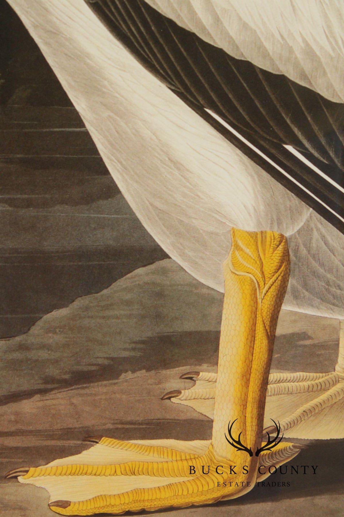 John James Audubon Ornithological, 'American White Pelican'
