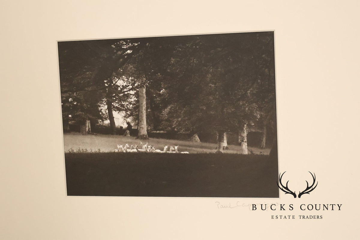 Paul Caponigro Original Print, 'Standing White Deer, County Wicklow, Ireland'