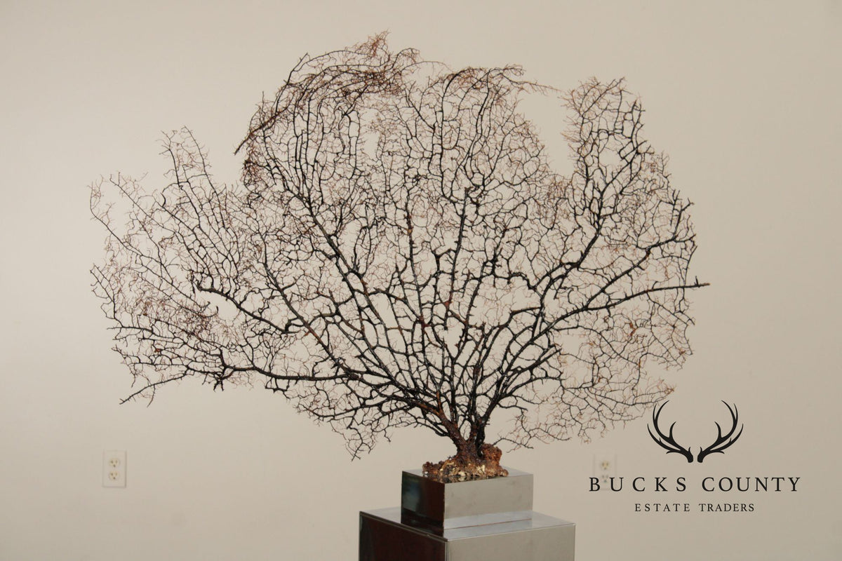 Modern Style Polished Stainless Steel Pedestal With Coral Fan Sculpture