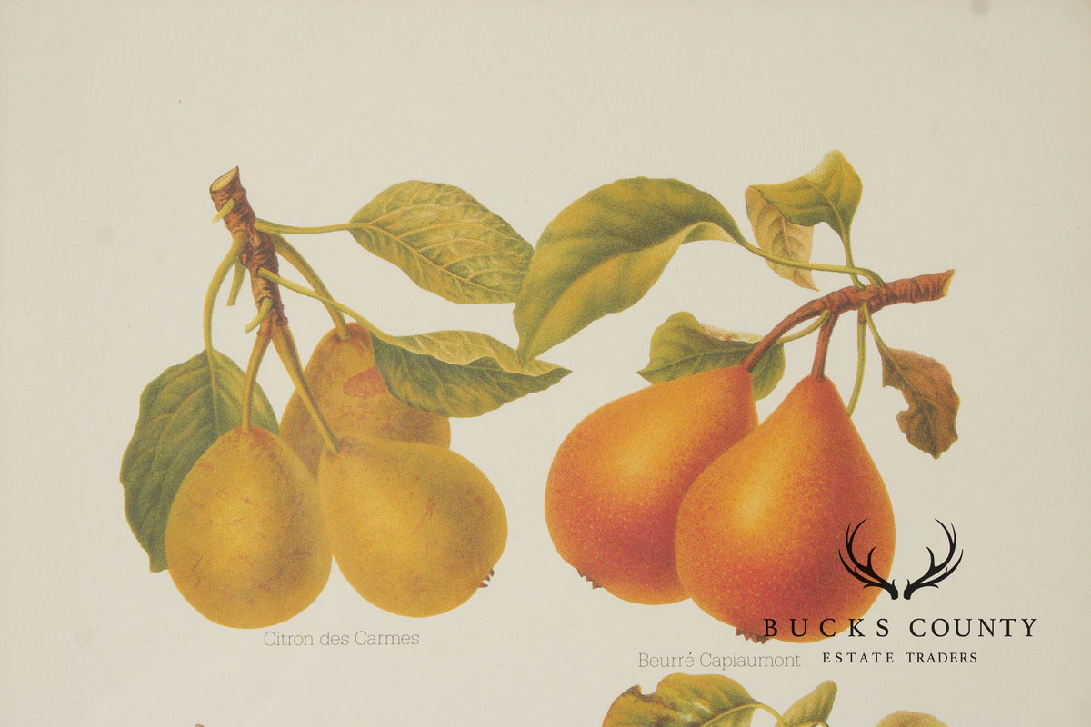 Chelsea House Decorative Pair of Pear Prints