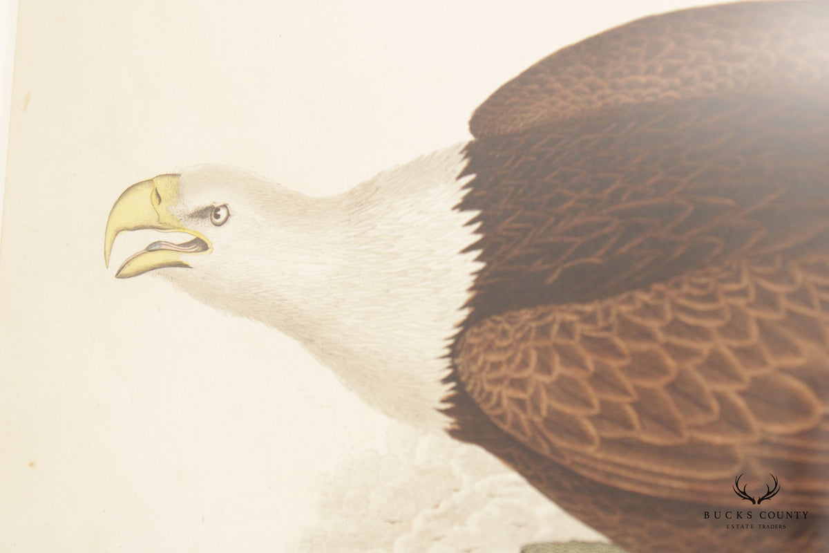 Alexander Lawson 'White-Headed Eagle' Hand Colored Engraving