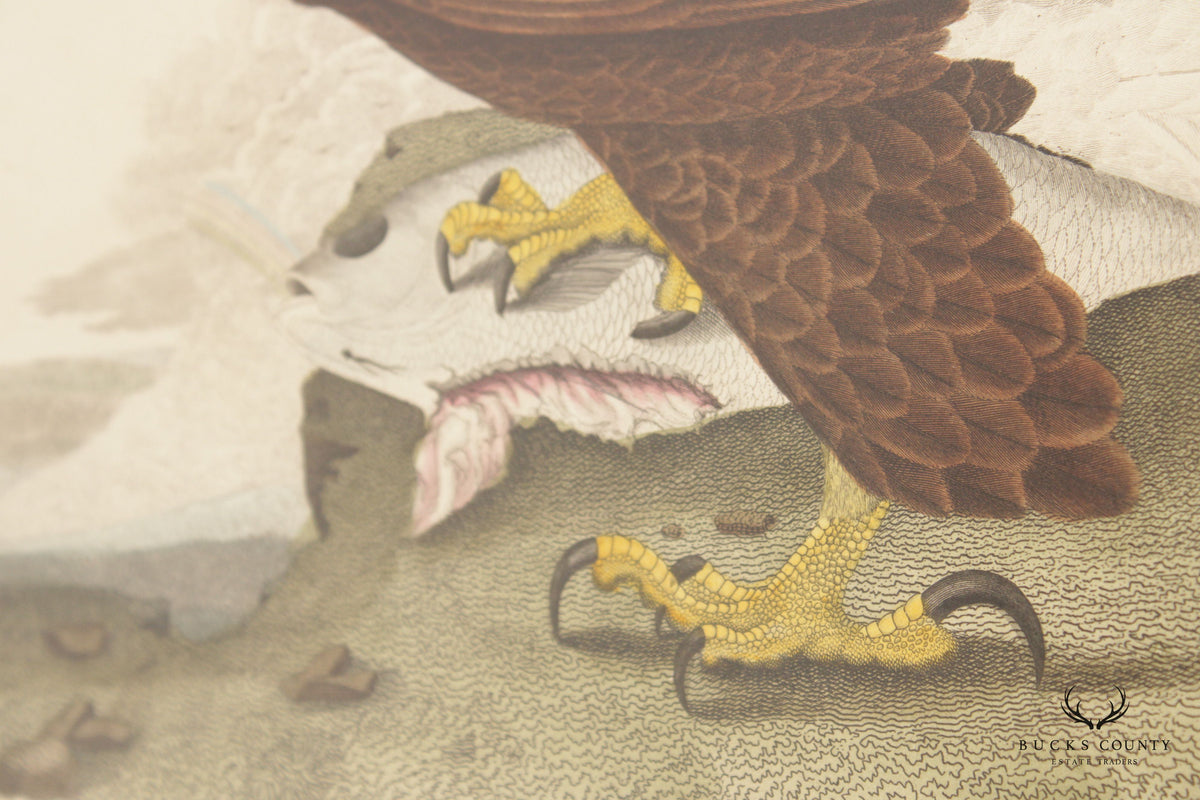 Alexander Lawson 'White-Headed Eagle' Hand Colored Engraving