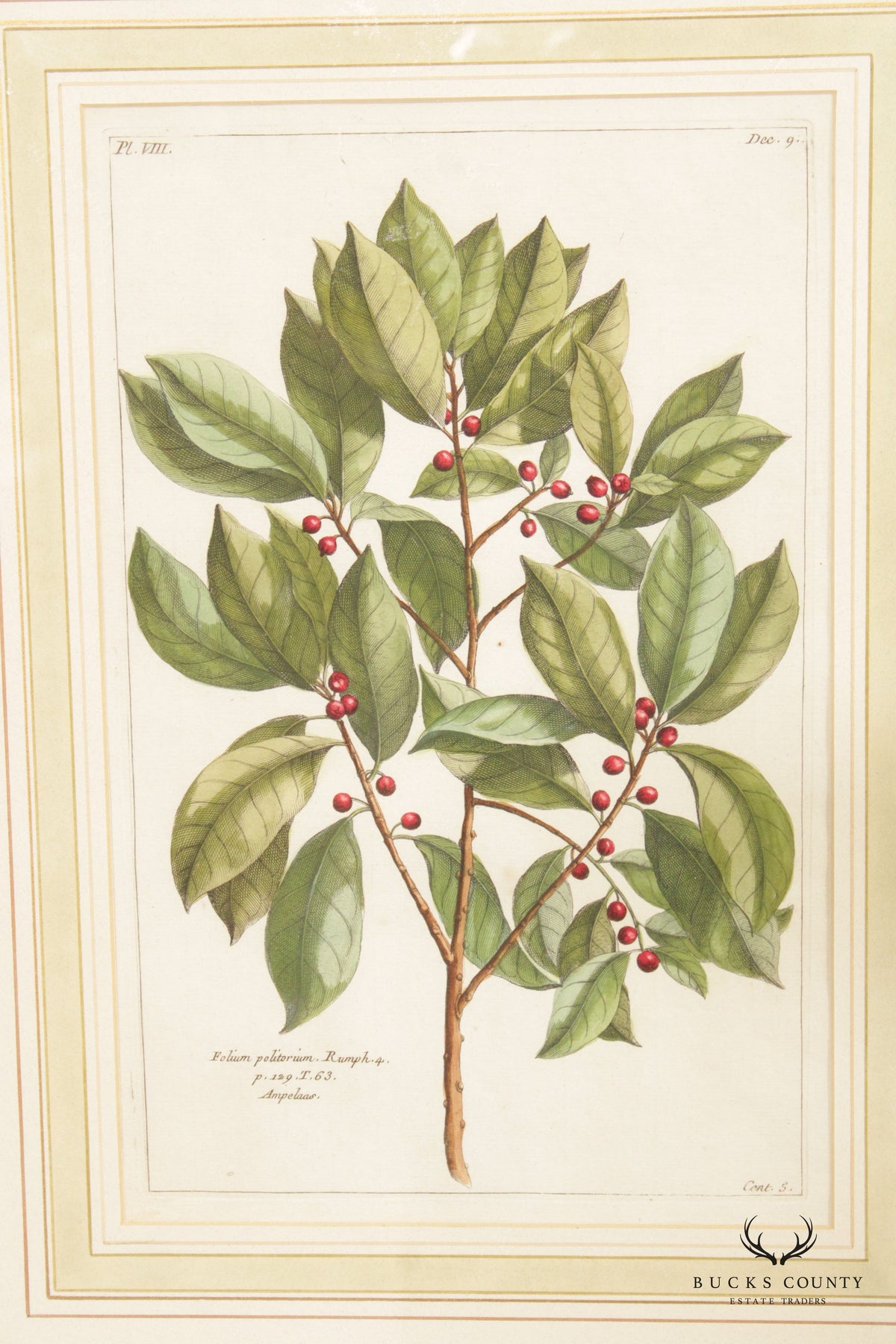 Botanical Illustration Foliate Berry Colored Engraving, Custom Framed