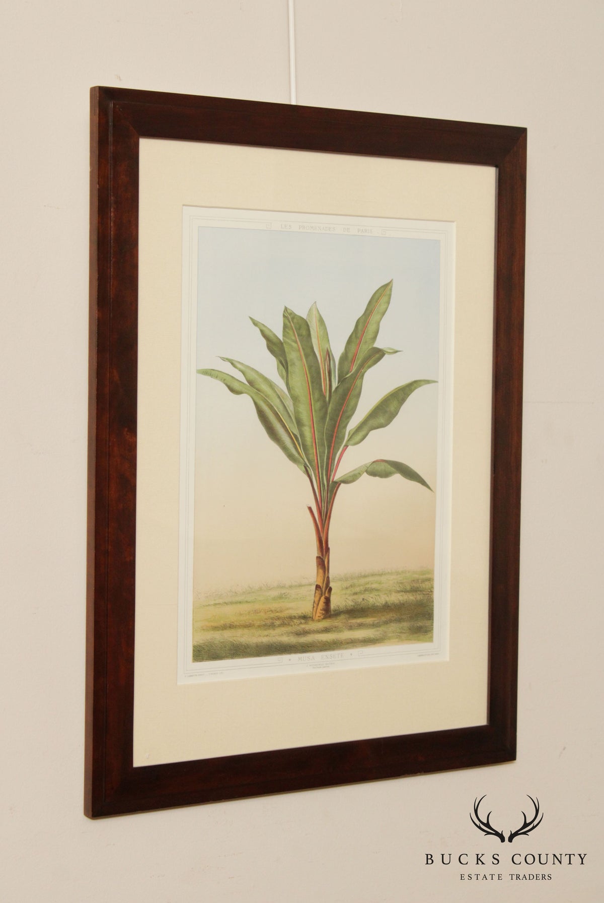 Le Promenades de Paris 'Musa Ensete' Lithograph after Francois Frederic Grobon