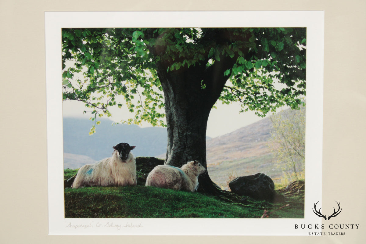 Ireland 'Sheepscape' Landscape Photograph by John and Debra Scanlan