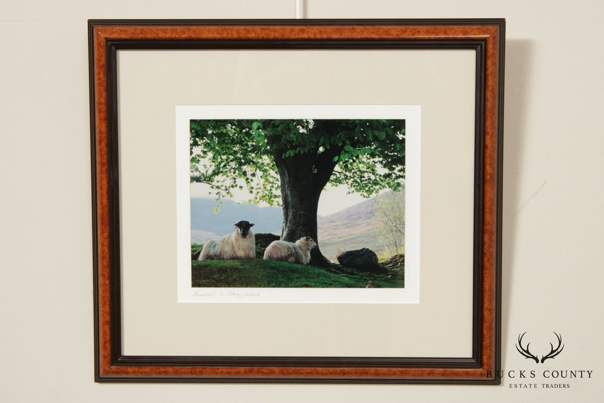 Ireland 'Sheepscape' Landscape Photograph by John and Debra Scanlan