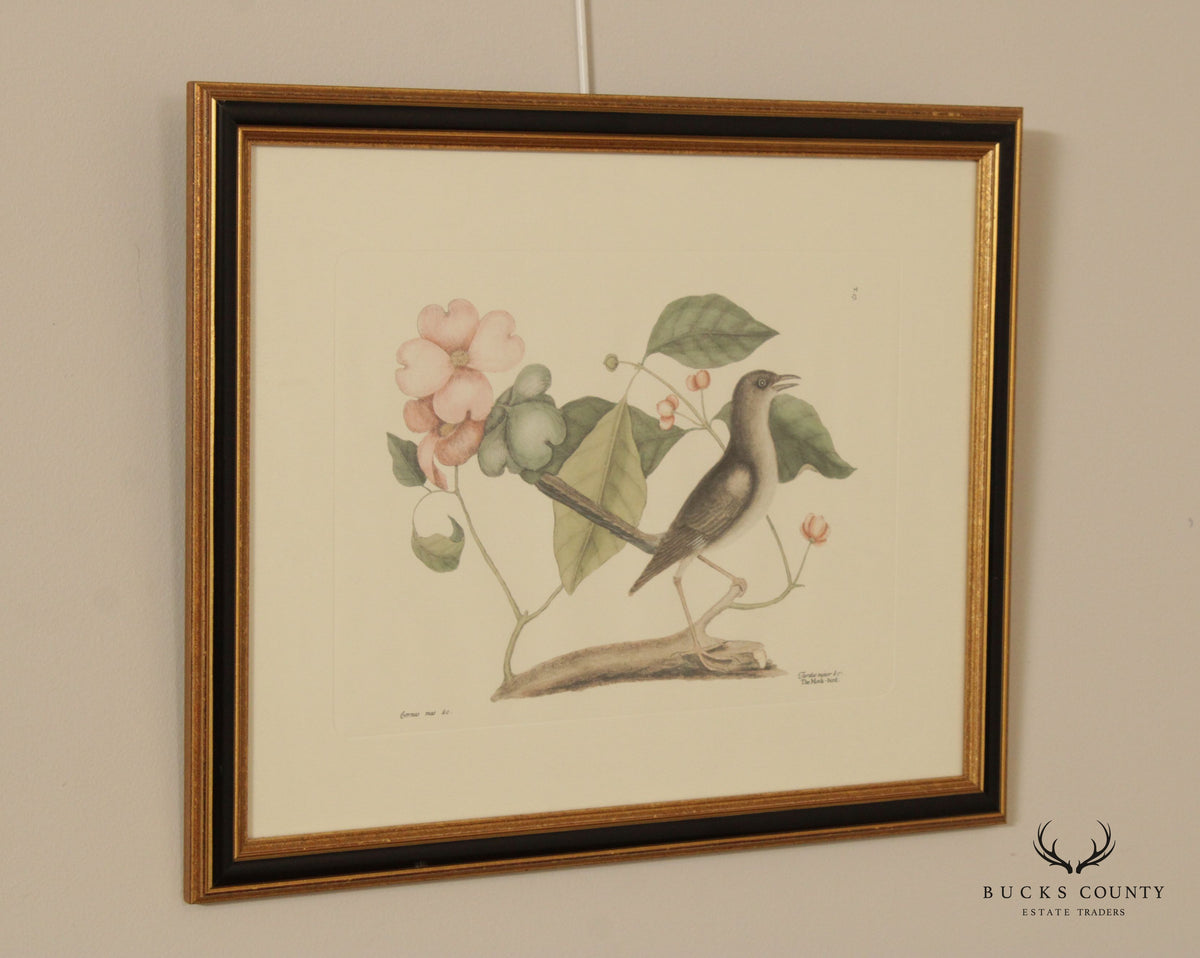 Vintage 'The Mock-Bird' Engraving after Mark Catesby